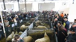 Agriumbria fa il pieno: oltre 85 mila visitatori nel weekend. Il presidente di Umbriafiere, Forini: "Insieme tradizione e innovazione"