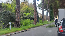 Amelia, cade un altro ramo in mezzo alla strada. Via libera dal Comune al taglio dei pini pericolosi