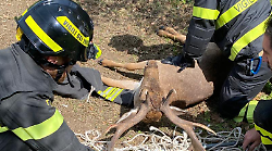 Amelia, daino resta intrappolato in una rete di recinzione. Arrivano i vigili del fuoco e lo liberano