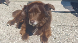 Cane Choco investito dall'automobilista e ucciso, caso archiviato: non c'&egrave; reato, manca il dolo