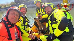 Terni, capriolo caduto nel canale di Recentino salvato dai vigili del fuoco