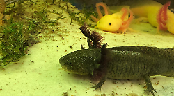 Sei axolotl accolti alla Citt&agrave; della domenica: gli anfibi messicani diventano star del rettilario
