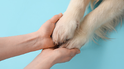 In Umbria i padroni potranno essere seppelliti con il proprio animale. Proietti: "Riconosciamo gli affetti che non conoscono barriere di specie"