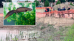 Anfibio in via di estinzione nella buca: si cerca un ambiente per trasferire il tritone crestato