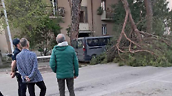 Albero si schianta al suolo in viale Umbria: tragedia sfiorata