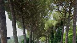Al via il taglio dei pini in via Orvieto: modifiche al traffico