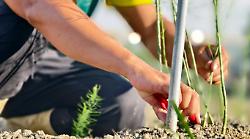 Si perde mentre cerca gli asparagi: 86enne muore per un arresto cardiaco dopo il ritrovamento