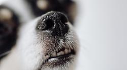 Lancia il cane contro i carabinieri: lo placano con lo spray