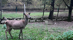 La cerva rischia di morire: qualcuno ha dato sfarinato di mais all'unico animale del parco di Lignano non sapendo che &egrave; pericoloso