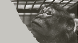 Bastia Umbra, con Vite salvate in mostra l'impegno della Lav a tutela degli animali: nelle immagini storie di rinascita e libert&agrave; 