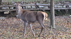 Sta meglio la cerva di Lignano. "E' fuori pericolo". Curata nel recinto del parco dopo l'indigestione di mais