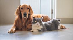 One Health e benessere animale: l'Umbria integra la sanit&agrave; veterinaria nel piano sociosanitario