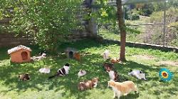 Acquasparta, alla "Casa dei Gatti" domenica 10 maggio si festeggia la mamma di tutti i mici