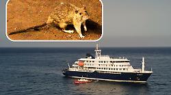 Hantavirus, cosa sappiamo della febbre del topo. Cosa fare e cosa non fare. I veri rischi.  Il virus killer Andes. Gli esperti: "Non sar&agrave; come il Covid". 