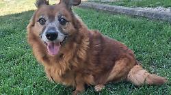 La storia di Lillo, il cane che ha vegliato per giorni sul corpo senza vita del padrone: ora cerca una nuova casa