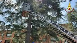 Vento forte, albero cade al parco: paura, danni a una struttura ma nessuna persona coinvolta