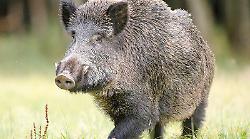 Narni Scalo, faccia a faccia con un cinghiale mentre sono a passeggio: scappano e si perdono nel bosco. Due giovani salvati dai vigili del fuoco