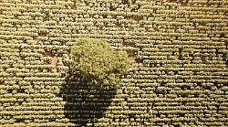 Da quassù la terra è bellissima, le magie di Matteo Berlenga in mostra