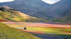 Fioritura di Castelluccio,  nei fine settimana si sale solo con le navette 