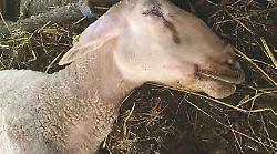 Regione in campo per contenere l'epidemia di Lingua blu, l'assessore Meloni: "Al lavoro per garantire ristori per lo smaltimento degli animali deceduti". 