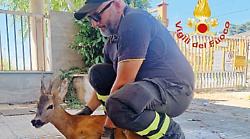 Foligno, i vigili del fuoco salvano un capriolo incastrato in una recinzione: l’animale è stato affidato a un’associazione di Collestrada