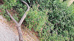Sicurezza a rischio al parco dei Canapè di Foligno, 14 alberi sono da abbattere