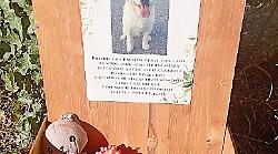 Dona pupazzi e palline dopo la morte della sua cagnolina: “Al Lido Tevere i cani giocano in memoria della mia Kami”