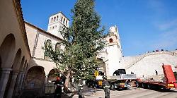 Assisi, l'albero di Natale della comunità francescana arriva dall'Abruzzo 