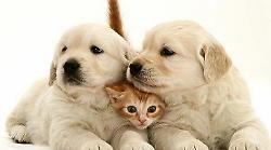 Foligno, boom di Canettoni e Candori per il pranzo di Natale di cani e gatti