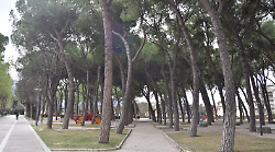 Canap&egrave;, operazione sicurezza: avviata indagine sullo stato degli alberi. Cesaro: "Obiettivo preventivare gli interventi"