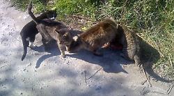 La denuncia di Enpa: "Gatti uccisi da cani da caccia nella zona di Miranda"