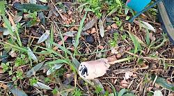 Bocconi avvelenati nella campagna di Trevi, la denuncia di una cittadina: &ldquo;Purtroppo non &egrave; un caso isolato&rdquo;