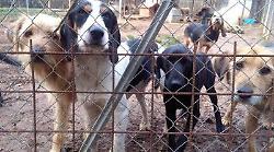 Spoleto, chiedono porta a porta fondi per il canile comunale,  ma &egrave; una truffa