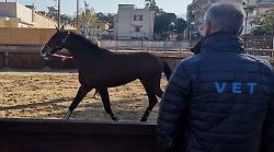 Quintana di Foligno, esaminati 50 cavalli in vista della Giostra dell'ottantennale