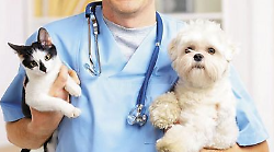 Pi&ugrave; di 900 firme online per l&rsquo;ospedale veterinario