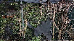 Torna l&rsquo;incubo della piromane a Fontivegge