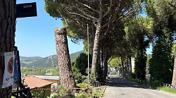 Abbattuti 4 pini pericolosi. Rini: "Altri tagli a maggio"