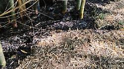 Incendiato parte del bosco didattico L&rsquo;allarme: &ldquo;Non c&rsquo;&egrave; sorveglianza&rdquo;