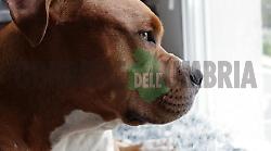 Assicurazione obbligatoria e patentino per i cani pericolosi. Nuove regole in arrivo a Terni: scatta il giro di vite