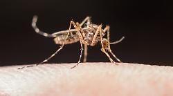 West Nile, torna l'incubo virus in Italia. Contagio, sintomi, rischi per la salute, cosa sappiamo davvero: un po' di chiarezza. Non solo zanzare, occhio anche ad un altro animale