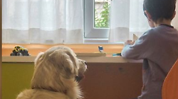 Animali in visita in ospedale: via libera della Regione Toscana