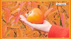 Sorsi di Benessere - Uno smoothie ideale per la mattina