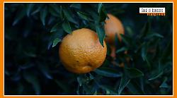 Sorsi di Benessere - Un pesto di agrumi facile da preparare