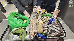 Milano, a Linate sequestrate 6,5 tonnellate di alimenti non sicuri