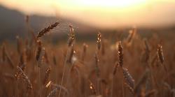 Grano duro, istituita la Commissione Unica Nazionale