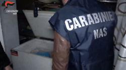 Macellazione clandestina a Salerno, sequestrati 6 quintali di carni