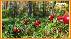 Sorsi di Benessere - Una tisana con mirtilli rossi e zenzero