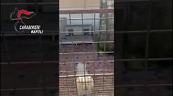 Canile lager con 26 barboncini toy  scoperto nel Napoletano