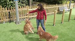 A MagicLand nasce DogLand - Anas, area dedicata al divertimento dei cani