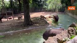 Ghiaccioli di frutta per gli animali del Bioparco di Roma contro il caldo, ecco tapiri e capibara